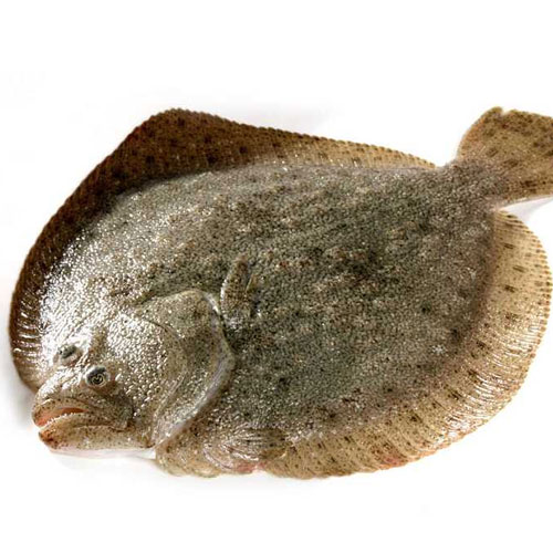 多寶魚-水產配送-深圳市水蜜桃视频在线观看農產品有限公司