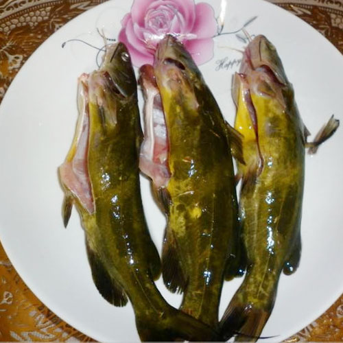 水蜜桃视频在线观看黃骨魚
