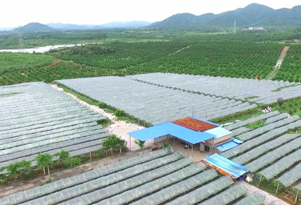 種植基地種植基地深圳市水蜜桃视频在线观看農產品有限公司