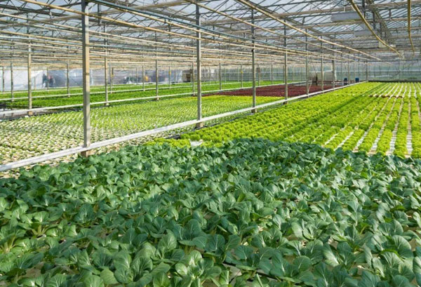 種植基地種植基地深圳市水蜜桃视频在线观看農產品有限公司