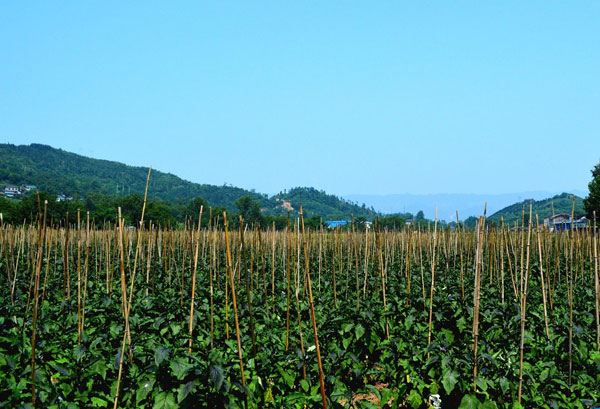 種植基地種植基地深圳市水蜜桃视频在线观看農產品有限公司