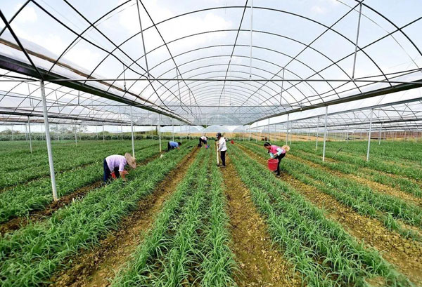 種植基地種植基地深圳市水蜜桃视频在线观看農產品有限公司