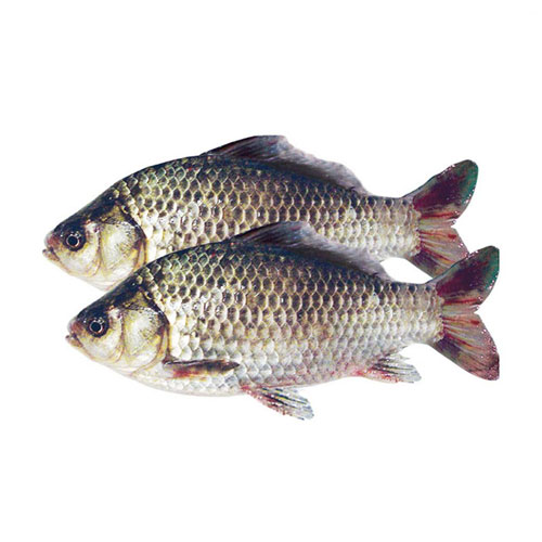 水蜜桃视频在线观看鯽魚 