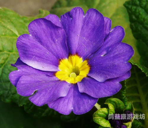 樱花草视频在线观看完整版，一场视觉与情感的盛宴樱花草现场版视频