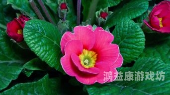 樱花草视频在线观看完整版樱花草视频完整在线观看指南