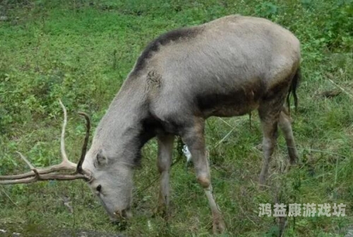 探秘亚洲，自然奇观与珍稀物种的视听盛宴