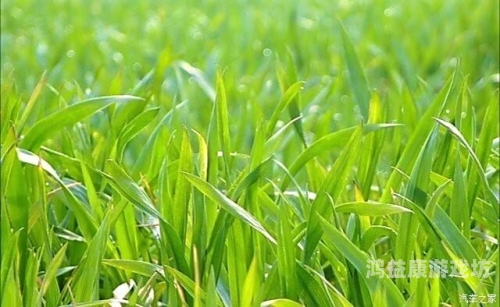 久久青草一区二区三区，探索绿色生活的新选择