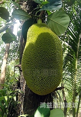 菠萝菠萝蜜，热带风味的双生奇缘菠萝和菠萝蜜一样吗?