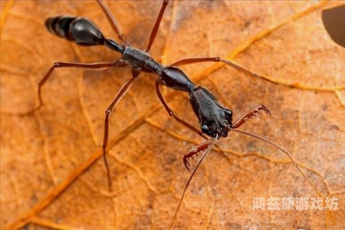 bt蚂蚁BT蚂蚁磁力搜索，网络资源获取的得力助手