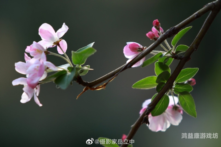 海棠小屋，畅享极致文学体验的数字绿洲海棠小屋书屋