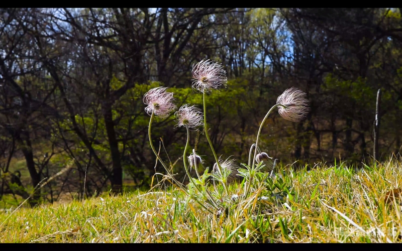 野花视频直播免费观看7野花，大自然中的低调精灵