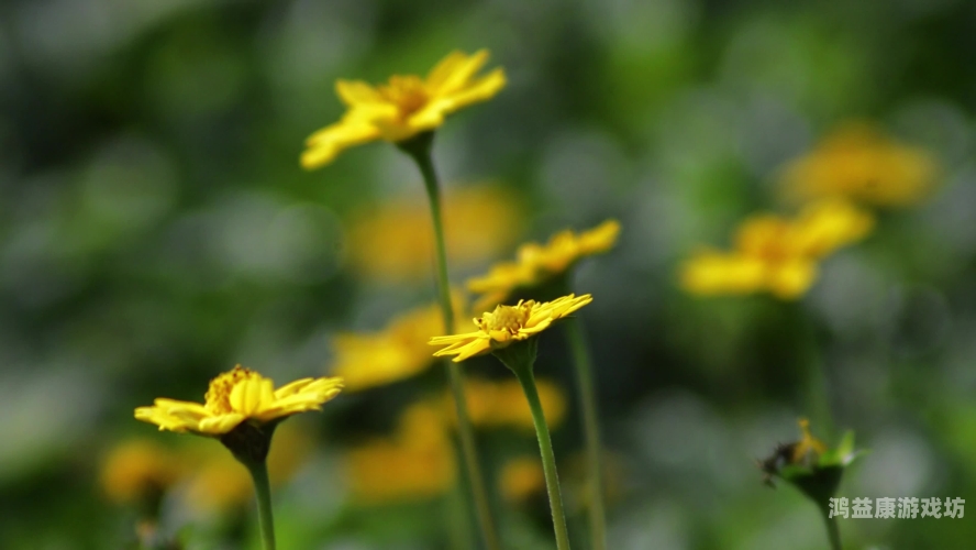 野花视频直播免费观看7野花，大自然中的低调精灵