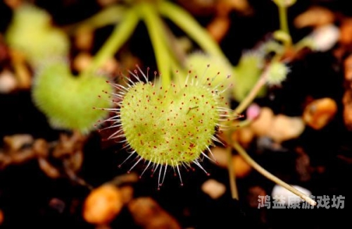 0阳光无冷却全5阶全植物探秘阳光无冷却全 5 阶全植物，游戏世界的奇妙幻想与现实意义