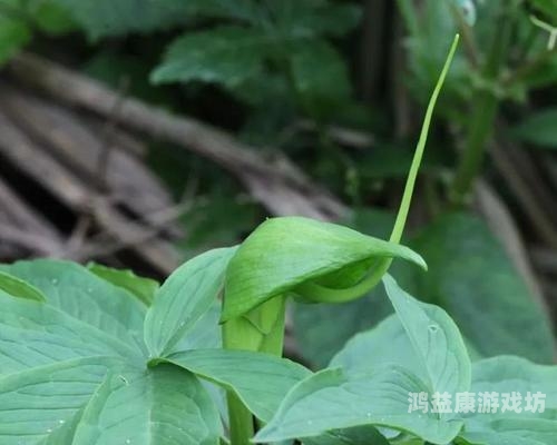 0阳光无冷却全5阶全植物探秘阳光无冷却全 5 阶全植物，游戏世界的奇妙幻想与现实意义