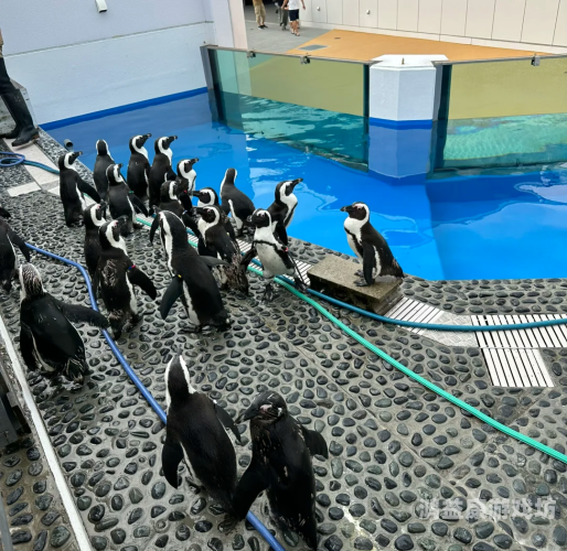 探索久久精品的日本文化魅力之旅