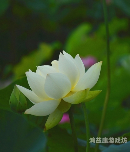 六月色婷婷中文字幕六月的诗意与婷婷的雅韵