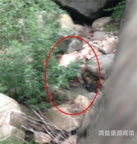 亚洲与欧美偷拍现象对比分析，法律、文化与社会影响亚洲尺码和欧洲尺码专线