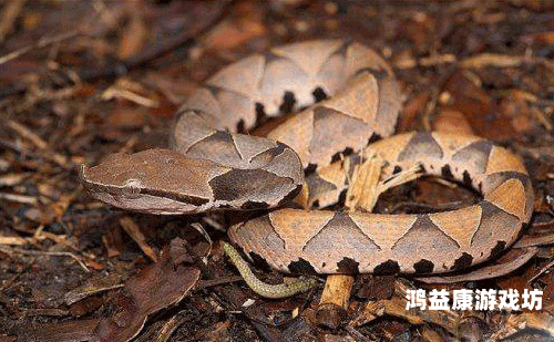 大学生创新农业实验，种出银环蛇甘蔗，科技与农业的完美结合银环蛇苗