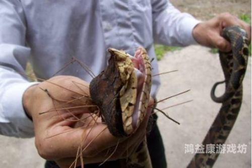 大学生创新农业实验，种出银环蛇甘蔗，科技与农业的完美结合银环蛇苗