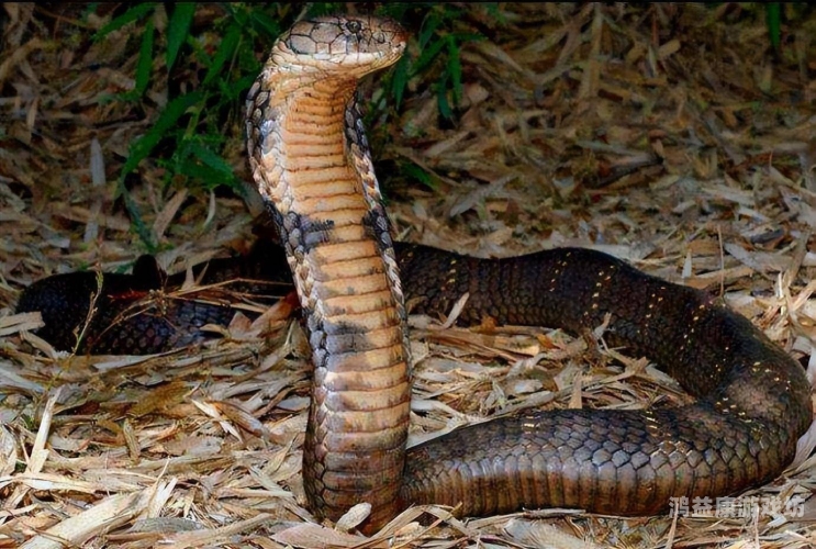 大学生创新农业实验，种出银环蛇甘蔗，科技与农业的完美结合银环蛇苗