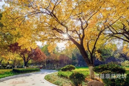 秋之回忆，在无尽的落叶声中找寻逝去的时光