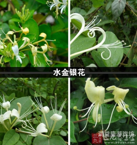 探索TXL金银花，一种结合现代科技与传统中医药的革命性产品