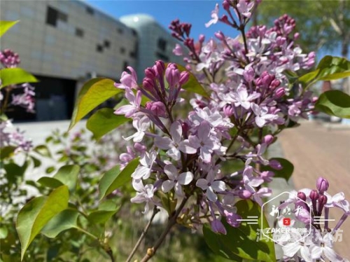 丁香五月在线，揭秘这个神秘名字背后的故事
