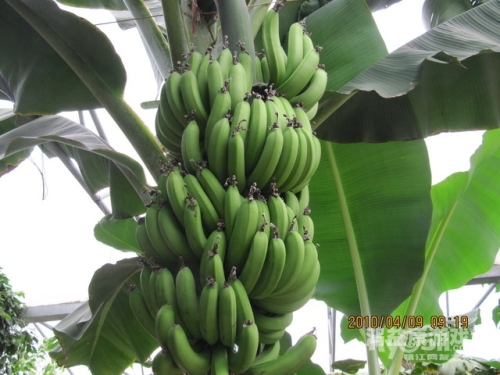 探索久久成人亚洲香蕉草草，文化、历史与现代应用