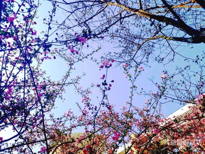 亚洲校园春色，另类激情与文化碰撞