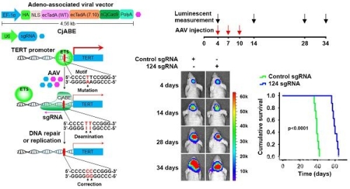 在线AAV片线，基因治疗的新前沿aaw在线