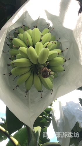香蕉伊蕉伊中文在线视频绿色，探索水蜜桃在线播放与环保的数字娱乐新趋势香蕉伊恩人视频