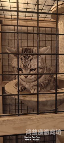猫咪视频，探索猫咪世界的奇妙之旅