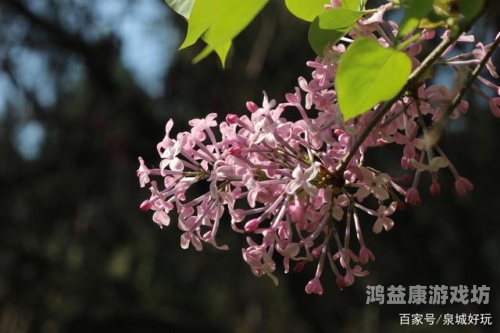 揭秘丁香人人妻人人澡人人爽背后的网络现象与水蜜桃在线播放隐患人人一丁
