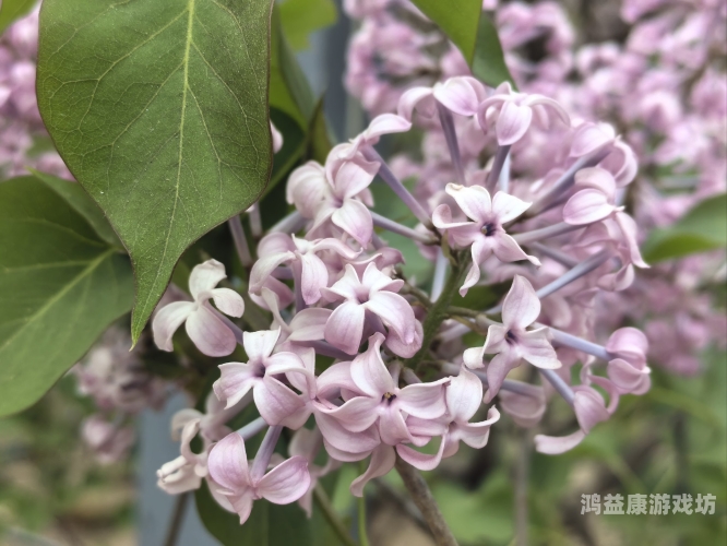 五月丁香青草久久，探寻自然之美与心灵慰藉