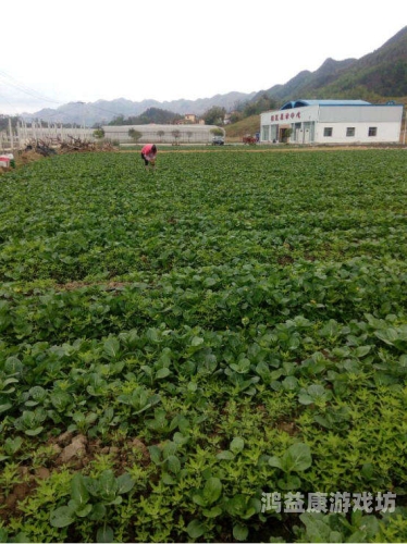 久久青草38国产，绿色生态农业的新标杆