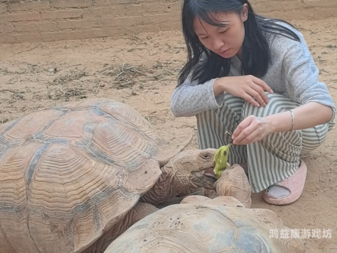 国产精品人与动人物牲交，探索人与动物和谐共处的未来