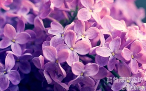 樱花草视频在线观看高清资源樱花草视频在线观看高清资源下载