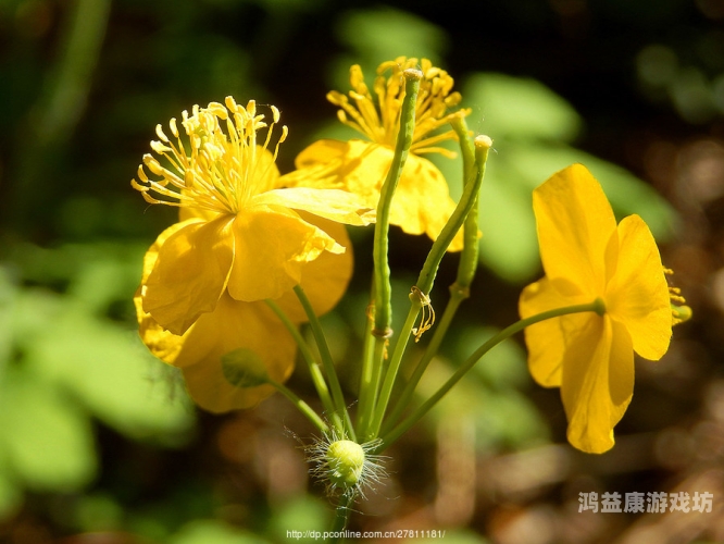 野花在线观看免费观看大全