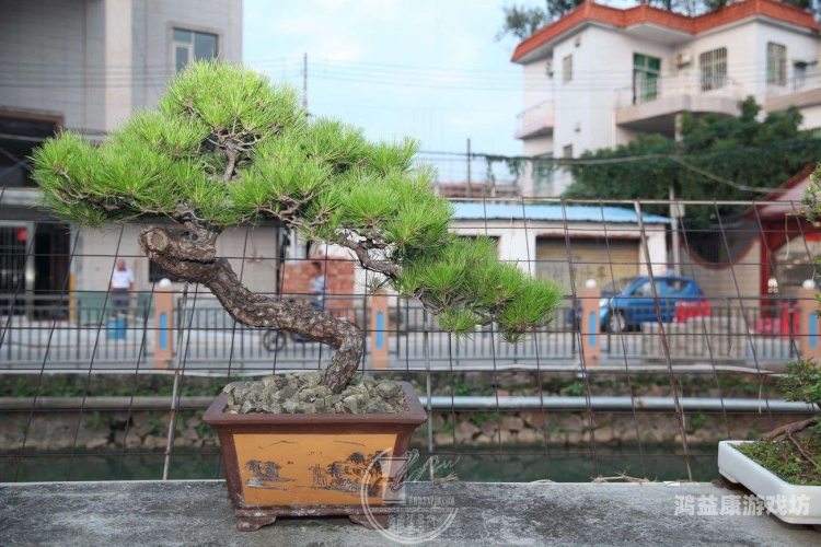 精品国精品无码自拍自在线，探索数字时代下的自我表达与隐私保护