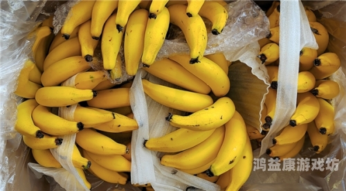 久久一本大到香蕉精品，探索香蕉产业的新篇章