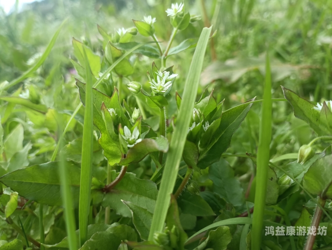 久久久久99九九久久小草久久久久99九九久久小草，探寻自然与生命的奥秘
