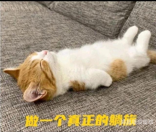 三级三级久久三级久久三级久久三级久久，网络热词背后的社会现象与心理分析