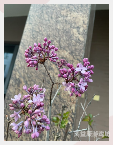 久久激情5月丁香伊人久久激情五月，丁香伊人绽放——探秘丁香花的美丽传说与实用价值