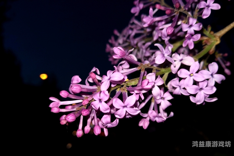 播五月丁香五月缴情在线五月丁香花开，在线欣赏五月缴情美景