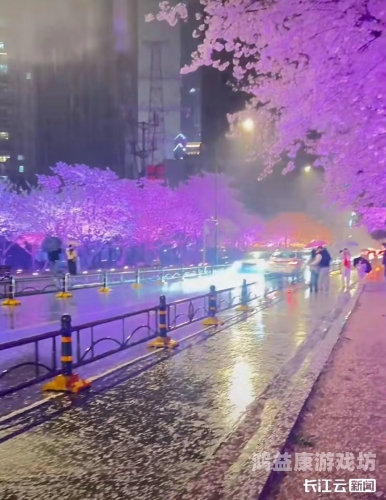 樱花校园，探寻春天的浪漫印记