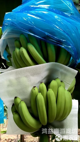 国产精品久久久天天影视香蕉国产精品久久久天天影视香蕉，探索中国影视产业的崛起与未来