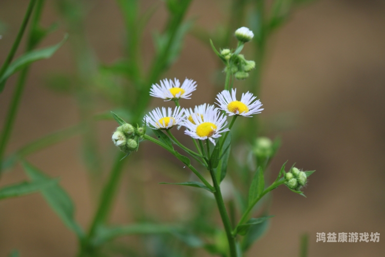 探索自然之美，野花高清在线观看免费官网指南