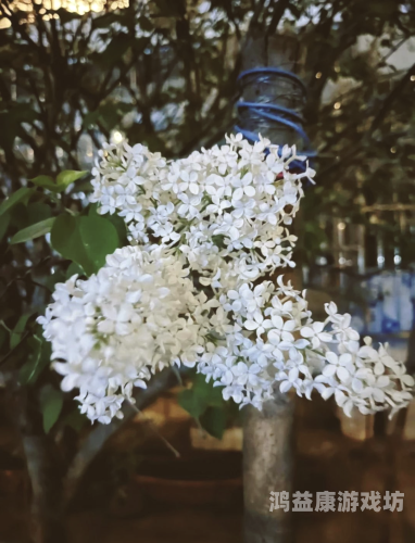 丁香五月缴情综合，深度解析五月丁香花的美丽与情感