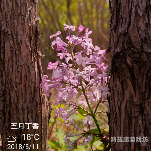 狠插丁香五月av深度解析，丁香五月AV现象背后的社会与文化影响