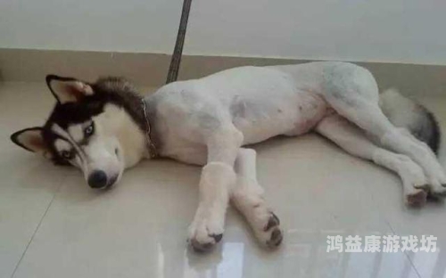 国产剃毛在线观看国产剃毛在线观看，探索中国影视产业的新趋势